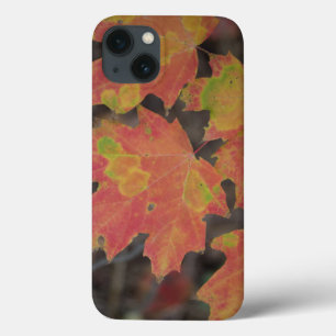 iPhone 13 Case Feuilles d'automne