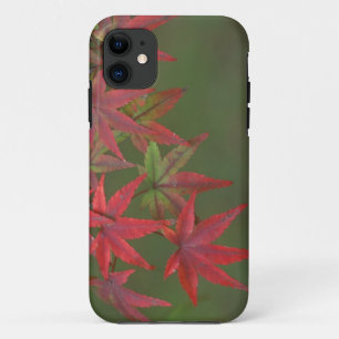 Etui iPhone Case-Mate Feuilles d'érable, Katsura, Kyoto, Japon