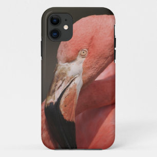 Coques Pour iPhone Flamant du Chili, Phoenicopterus chilensis
