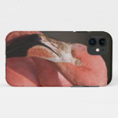 Coques Case-Mate iPhone Flamant du Chili, Phoenicopterus chilensis (Dos (Horizontal))