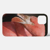 Coques Case-Mate iPhone Flamant rose chilien, chilensis de Phoenicopterus (Verso (horizontal))