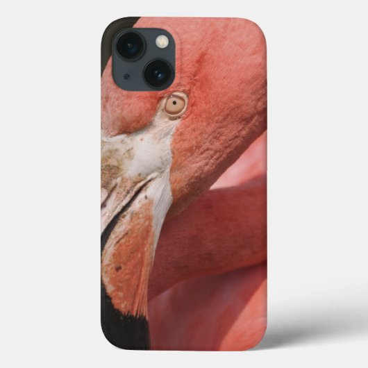 Coques Case-Mate iPhone Flamant rose chilien, chilensis de Phoenicopterus (Verso)