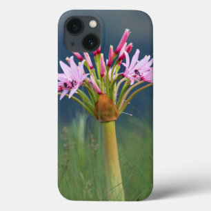 iPhone 13 Case Fleur de candélabre (Brunsvigia Radulosa), Umgeni