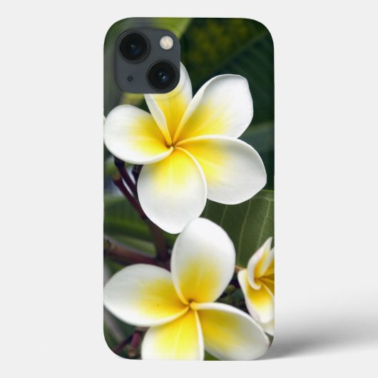 Coques Case-Mate iPhone Fleur de frangipanier Îles Cook (Verso)