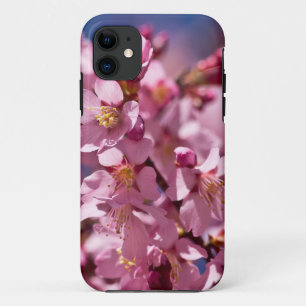 Coque iPhone 11 Fleurs de cerisier Sakura embrassées par la lumièr