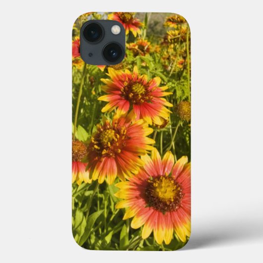 Coques Case-Mate iPhone Fleurs Firewheels Gaillardia pulchella) (Verso)