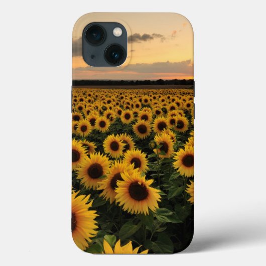 Coques Case-Mate iPhone Fleurs | Terrain de tournesol (Verso)