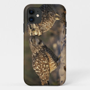 Coque iPhone 11 Floride, Fort Myers. Hibou des terriers appariemen