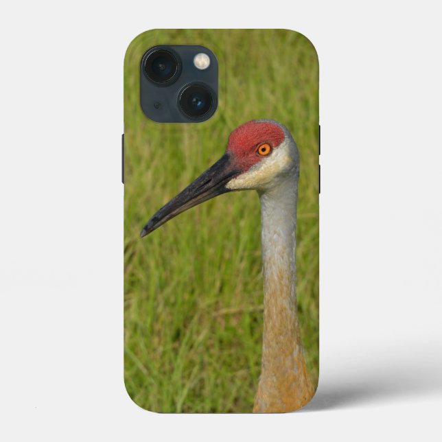 Coques Case-Mate iPhone Floride Sandhilll Grue Oiseau Faune Photographie d (Verso)