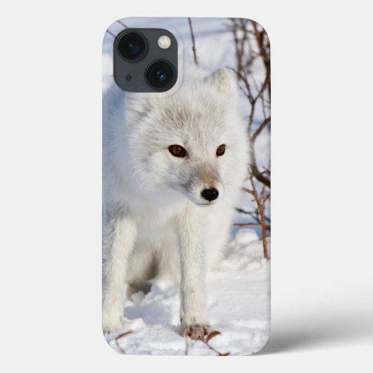 Coques Case-Mate iPhone Fox arctique, région de gestion de faune de (Verso)
