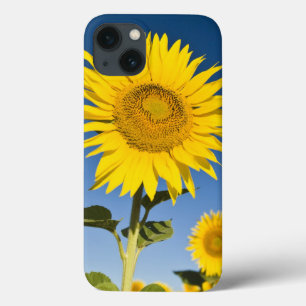 iPhone 13 Coque France, Provence, Valensole. Les tournesols se dre