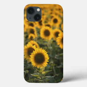 Etui iPhone 13 France, Vaucluse, champ de tournesols