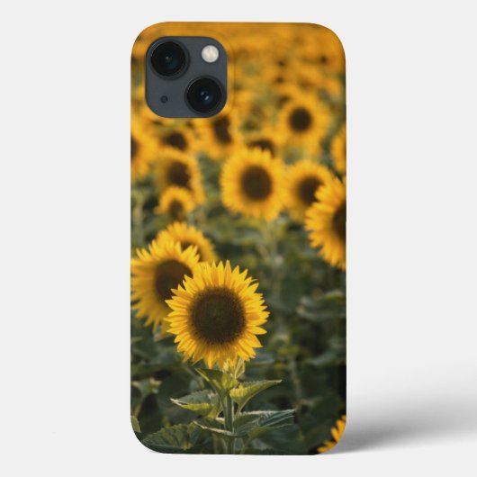 Coques Case-Mate iPhone France, Vaucluse, champ de tournesols (Verso)