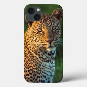 Coques Case-Mate iPhone Full-Grown Cub (Verso)