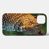 Coques Case-Mate iPhone Full-Grown Cub (Verso (horizontal))
