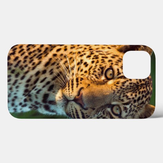 Coques Case-Mate iPhone Full-Grown Cub (Verso (horizontal))