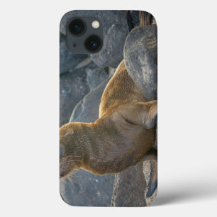 Etui iPhone 13 Galapagos Sea Lion