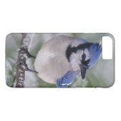 Coques Case-Mate iPhone Geai bleu, Cyanocitta cristata (Dos (Horizontal))