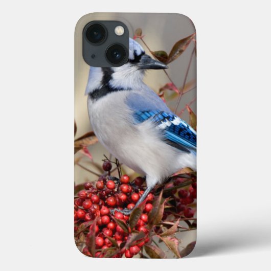 Coques Case-Mate iPhone Geai bleu dans le bambou céleste de Nandina (Verso)