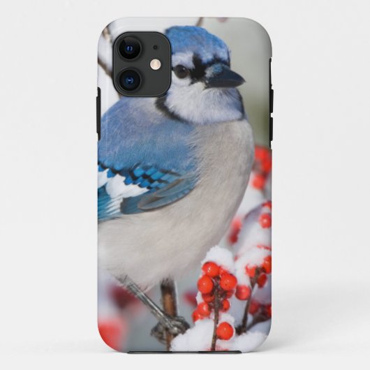 Coques Case-Mate iPhone Geai bleu dans l'Ilex verticillé (Dos)