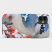 Coques Case-Mate iPhone Geai bleu dans l'Ilex verticillé (Dos (Horizontal))
