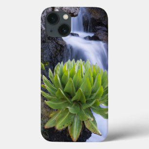 Coques Pour iPhone Giant Groundsel Or Dendrosenecio 2