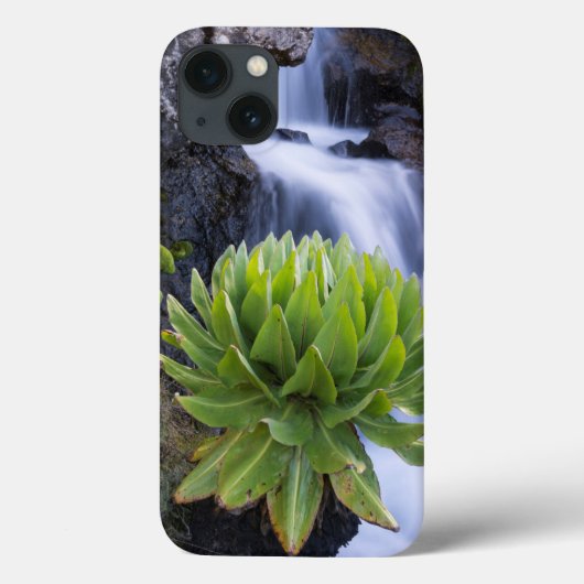 Coques Case-Mate iPhone Giant Groundsel Or Dendrosenecio 2 (Verso)