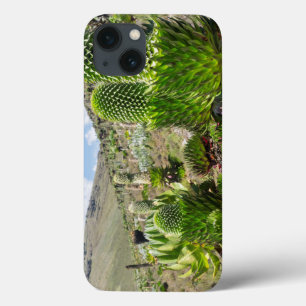 iPhone 13 Coque Giant Lobelia (Lobelia Deckenii) In Mount Kenya
