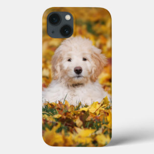 Case-Mate iPhone Case Goldendoodle Puppy In Fall Leaves