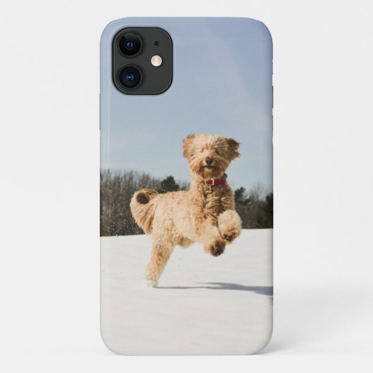 Coques Case-Mate iPhone Goldendoodle Traversant Le Champ (Dos)