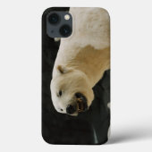 Coques Case-Mate iPhone Graine d'ours polaire (Verso)