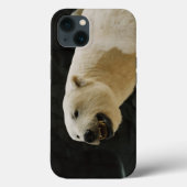 Coques Case-Mate iPhone Graine d'ours polaire (Verso)