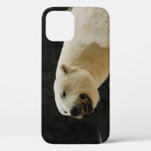 Coques Case-Mate iPhone Graine d'ours polaire (Verso)