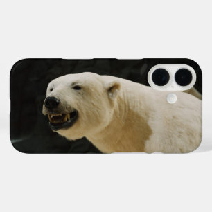 Coques iPhone 16 Graine d'ours polaire