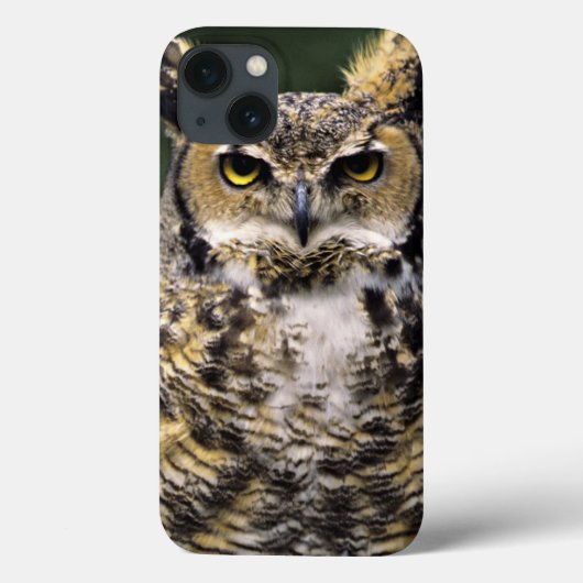 Coques Case-Mate iPhone Grand-duc d'Amérique (Bubo virginianus), corps ent (Verso)