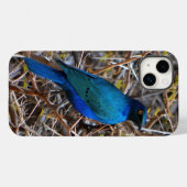 Coques Case-Mate iPhone Grand oiseau de Starling de race bleue (Verso (horizontal))