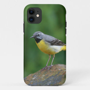 Case-Mate iPhone Case Gray Wagtail - oiseau