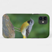Coques Case-Mate iPhone Gray Wagtail - oiseau (Dos (Horizontal))