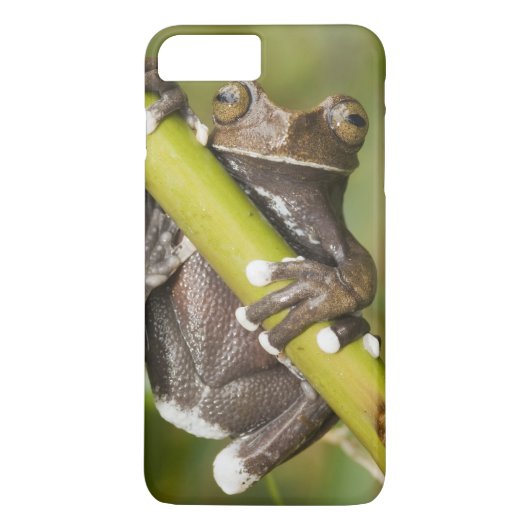 Coques Case-Mate iPhone Grenouille arboricole captive de Tapichalaca Hylos (Dos)