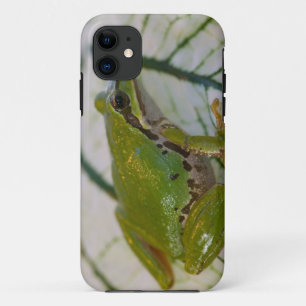 Coques Pour iPhone Grenouille arboricole du Pacifique sur des fleurs
