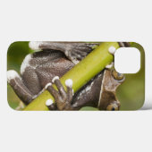 Coques Case-Mate iPhone Grenouille d'arbre captive de Tapichalaca (Verso (horizontal))