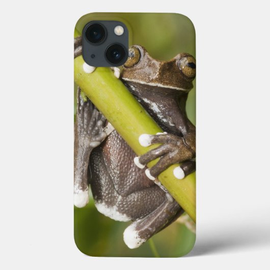 Coques Case-Mate iPhone Grenouille d'arbre captive de Tapichalaca (Verso)