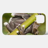 Coques Case-Mate iPhone Grenouille d'arbre captive de Tapichalaca (Verso (horizontal))
