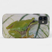 Coques Case-Mate iPhone Grenouille des arbres du Pacifique sur les fleurs  (Dos (Horizontal))