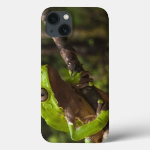 iPhone 13 Case Grenouille géante Phyllomedusa de feuille