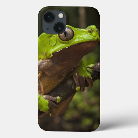 Coques Case-Mate iPhone Grenouille géante Phyllomedusa de feuille (Verso)