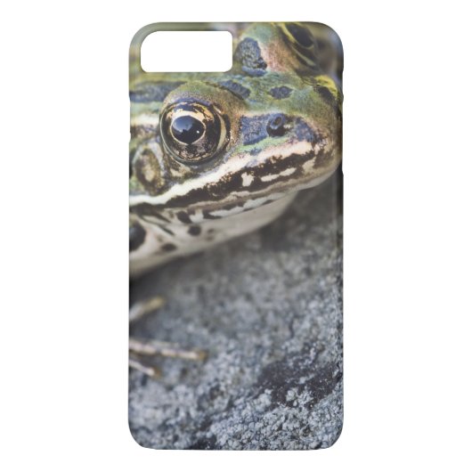 Coques Case-Mate iPhone grenouille léopard du Nord, île de la voie maritim (Dos)