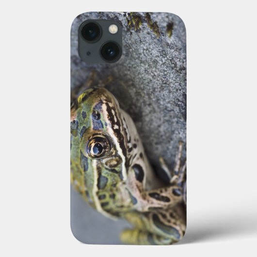 Coques Case-Mate iPhone Grenouille léopard du nord, Île transparente, (Verso)