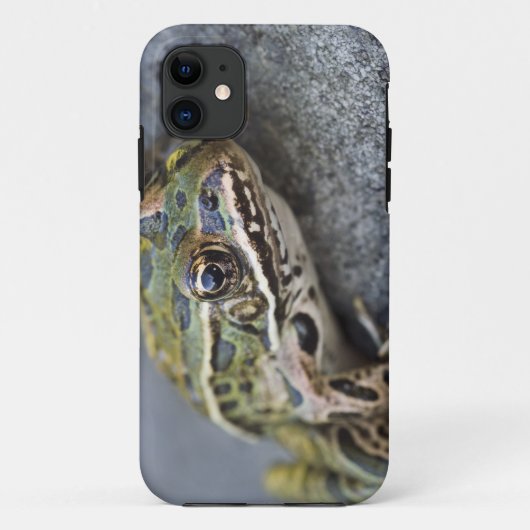 Coques Case-Mate iPhone Grenouille léopard du nord, Île transparente, (Dos)