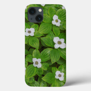 iPhone 13 Coque Gros plan de cornouiller à fleurs blanches